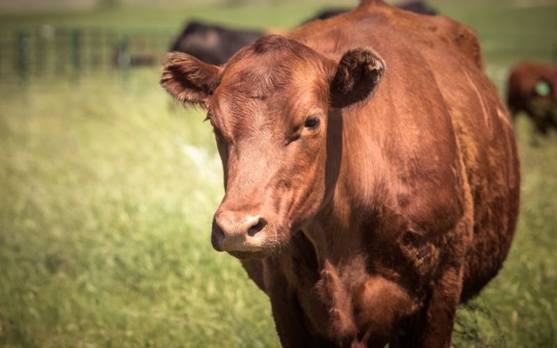 The Benefits of Grassfed and Grain Finished Beef